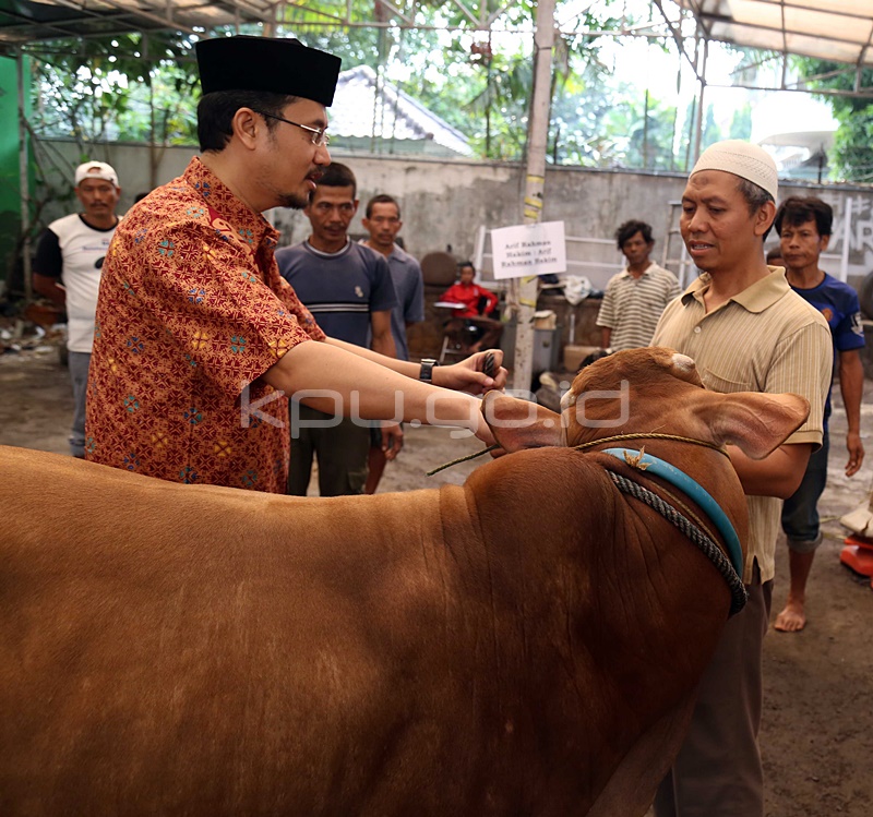 Idul Adha 1436 H: KPU Gelar Penyembelihan Hewan Qurban